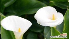 揭开黄色马蹄莲的神秘面纱 黄色马蹄莲的花语和寓意