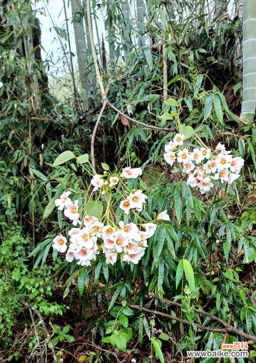 哪种花语代表对未知的爱？它有什么特别的含义？