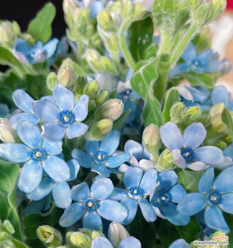 哪种花语代表对未知的爱？它有什么特别的含义？