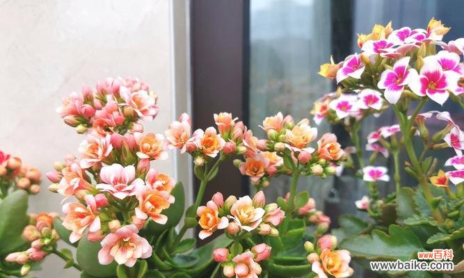 樱花多肉植物的花语代表什么？