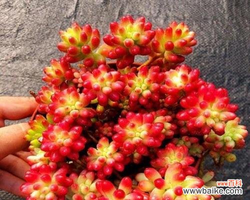 樱花多肉植物的花语代表什么？