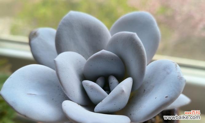 樱花多肉植物的花语代表什么？