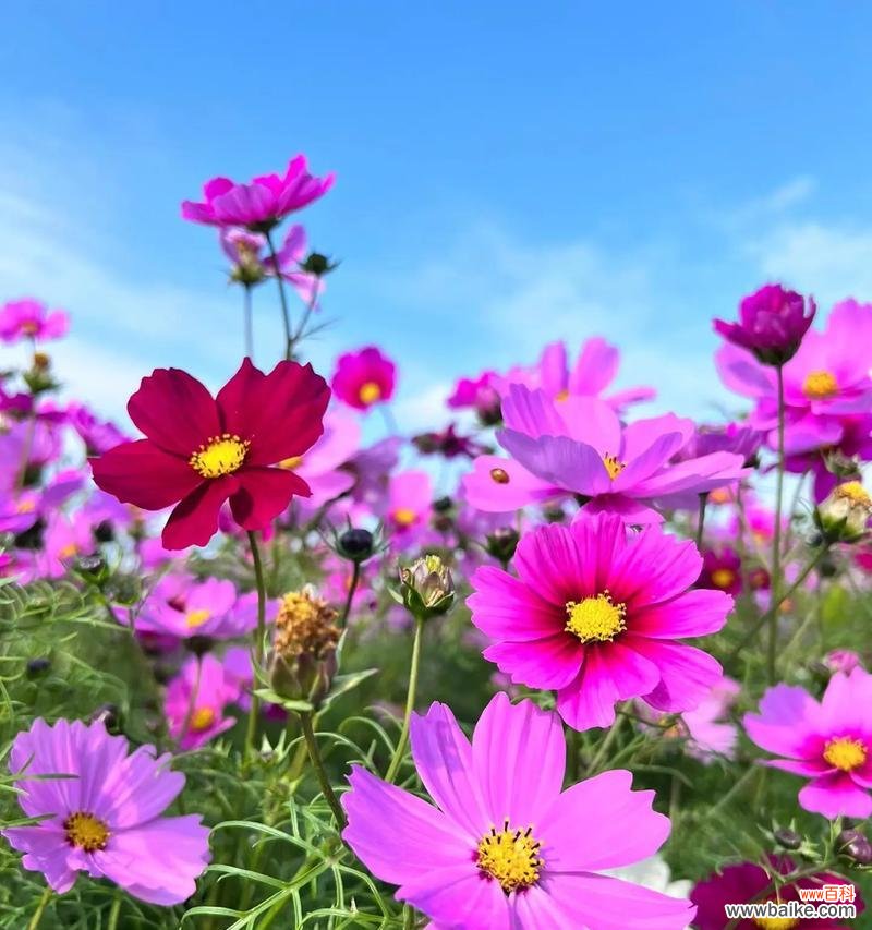 黄色百日菊的花语有何深意？