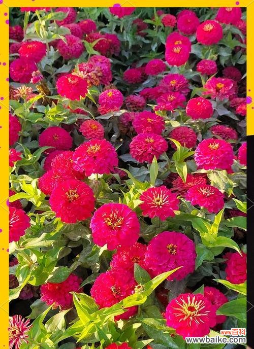 黄色百日菊的花语有何深意？