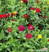 黄色百日菊的花语有何深意？