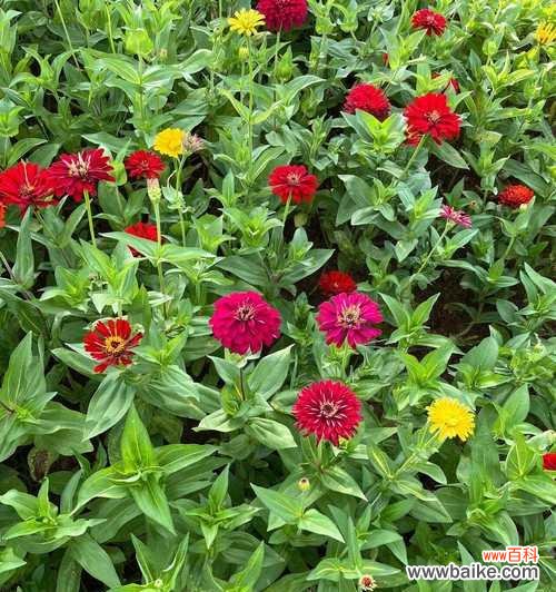 黄色百日菊的花语有何深意？