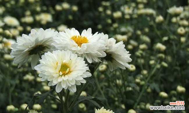 白色菊花象征着什么？