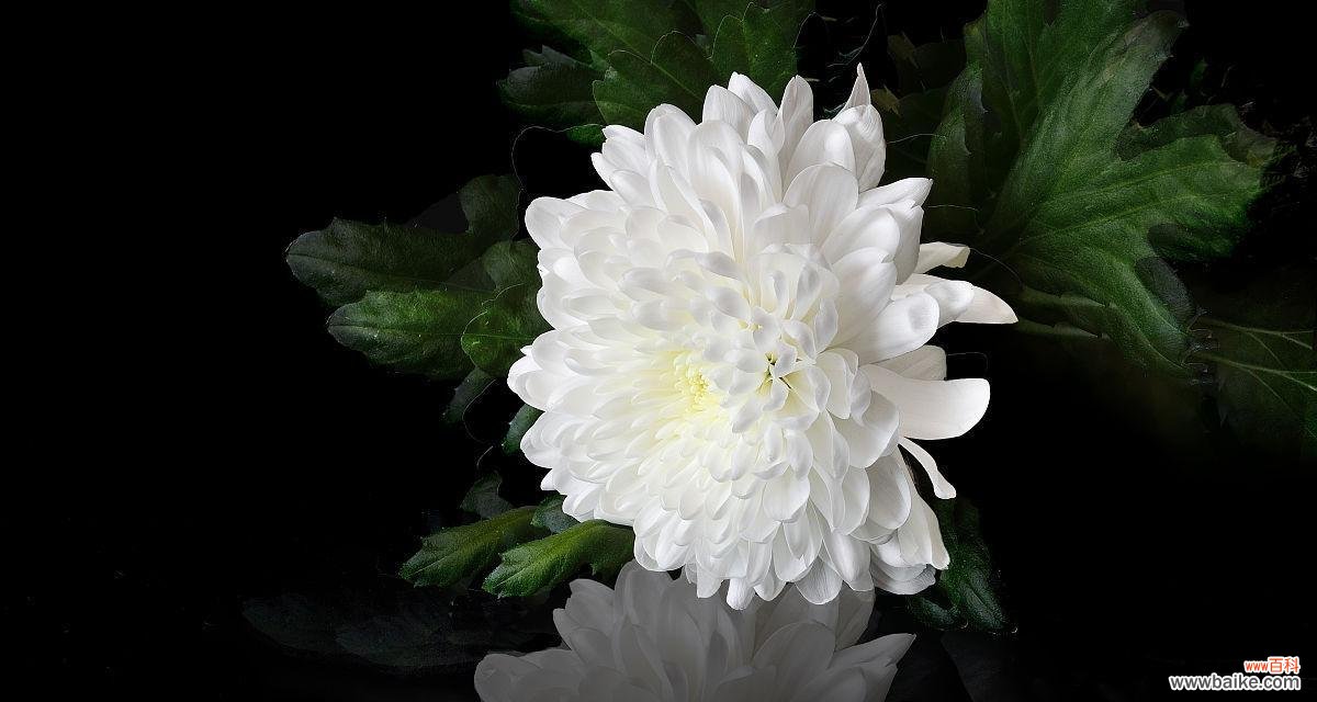 白色菊花象征着什么？