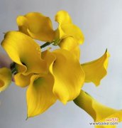 海芋的花语是什么？它象征着什么？