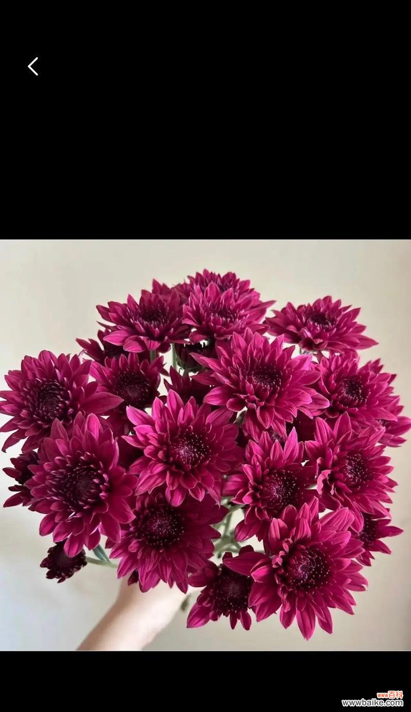 小雏菊的颜色和花语寓意有何关联？