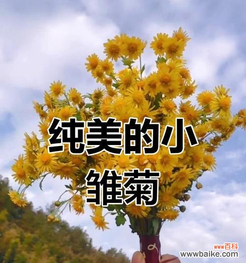 小雏菊的颜色和花语寓意有何关联？