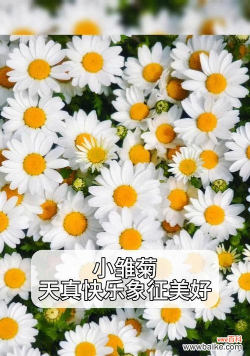 小雏菊的颜色和花语寓意有何关联？