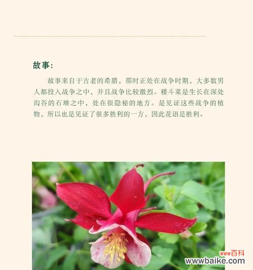 哪种花的花语最能形容女孩子的性格？