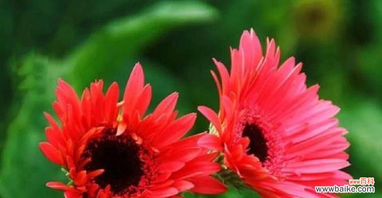 哪种花的花语最能形容女孩子的性格？