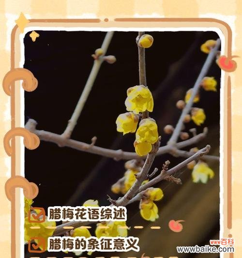 哪种花的花语最能形容女孩子的性格？