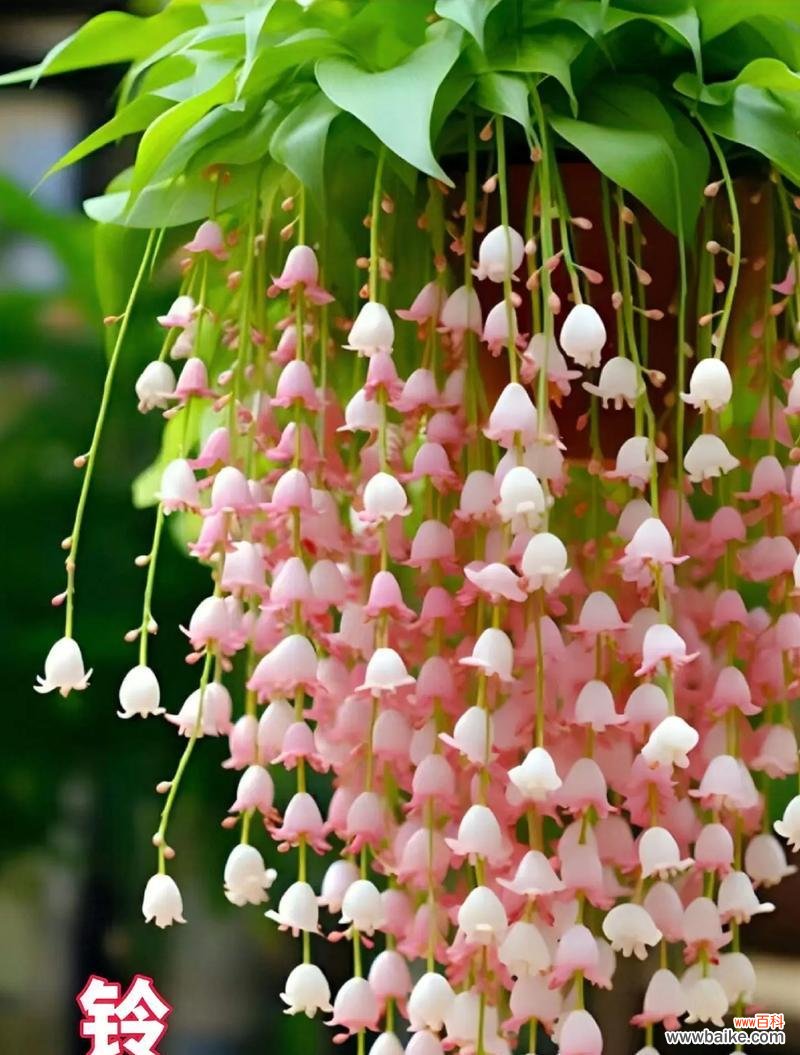 荷花铃兰花的花语和寓意是什么?