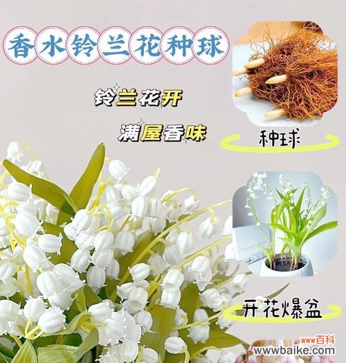 荷花铃兰花的花语和寓意是什么?