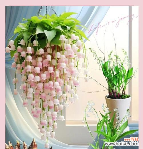 荷花铃兰花的花语和寓意是什么?