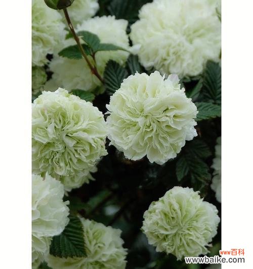 荼蘼花语的意思解释是什么?荼蘼花代表的寓意有哪些?