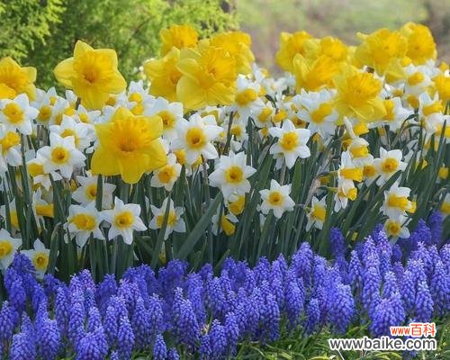日本水仙花的独特意义与文化底蕴 水仙花在日本的花语——传递美丽与希望