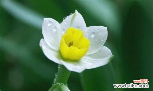 美丽的花朵中蕴含着深刻的寓意 水仙花的花语和象征