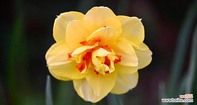 美丽的花朵中蕴含着深刻的寓意 水仙花的花语和象征