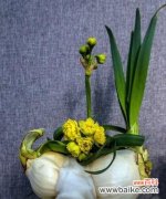 一朵白色的水仙花，带给我们的是什么？ 水仙花