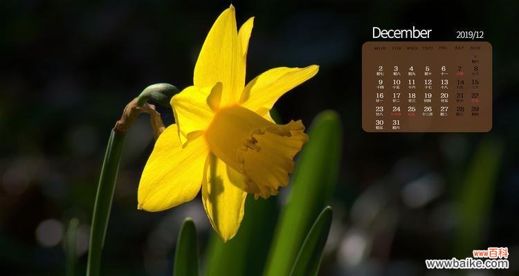 传承千年的花朵，闪耀自然之美 水仙花