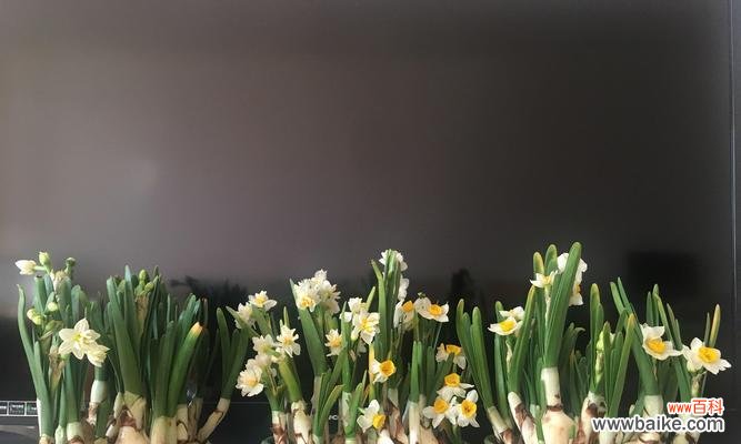 传承千年的花朵，闪耀自然之美 水仙花
