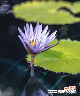 揭开睡莲背后的美丽秘密 睡莲的寓意与象征意义