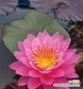 揭开睡莲背后的美丽秘密 睡莲的寓意与象征意义