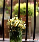 春天花开，绽放永恒的爱 水仙之美