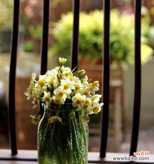 春天花开，绽放永恒的爱 水仙之美