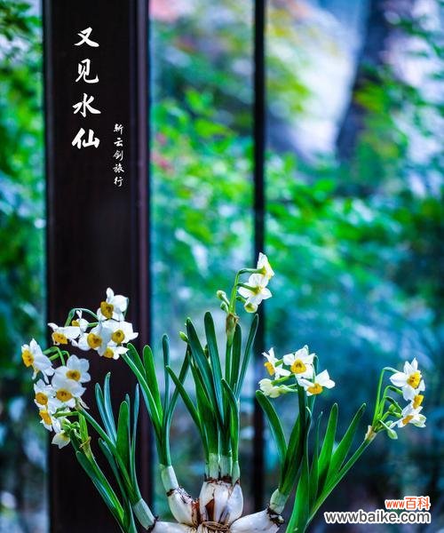 春天花开，绽放永恒的爱 水仙之美