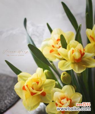 春天花开，绽放永恒的爱 水仙之美