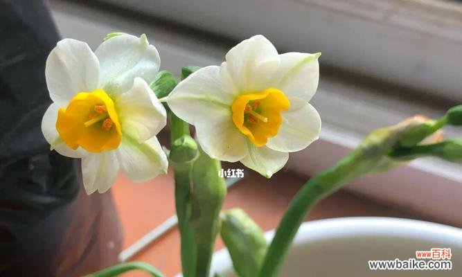 花开不败，坚韧与美丽并存 水仙绽放，美丽的寓意