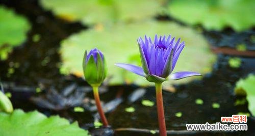 解读睡莲的花语与文化寓意 睡莲的象征意义及美丽之谜