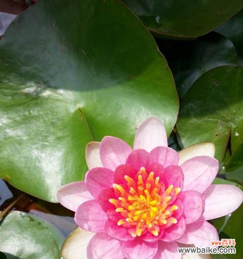 触摸生命的奥秘,品味自然的真谛 睡莲四字花语