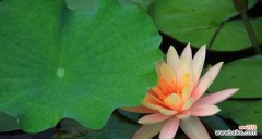 探索睡莲科植物的多样性和美丽 睡莲科代表植物的世界