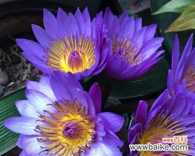 探索睡莲科植物的多样性和美丽 睡莲科代表植物的世界