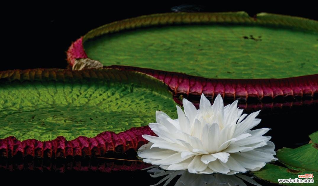 探索睡莲科植物的多样性和美丽 睡莲科代表植物的世界