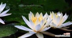 解读睡莲观音的信仰与文化内涵 睡莲观音的意义与寓意