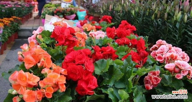 从春至冬，感悟四季海棠的花语 四季海棠花