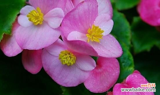 从春至冬，感悟四季海棠的花语 四季海棠花