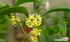 四季桂花的四个时节 四季桂花的花语与意义