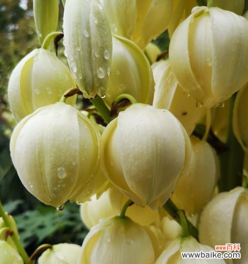 以丝兰花为媒，传达温暖与美好的祝愿 丝兰花语之美——传递爱与祝福的花朵