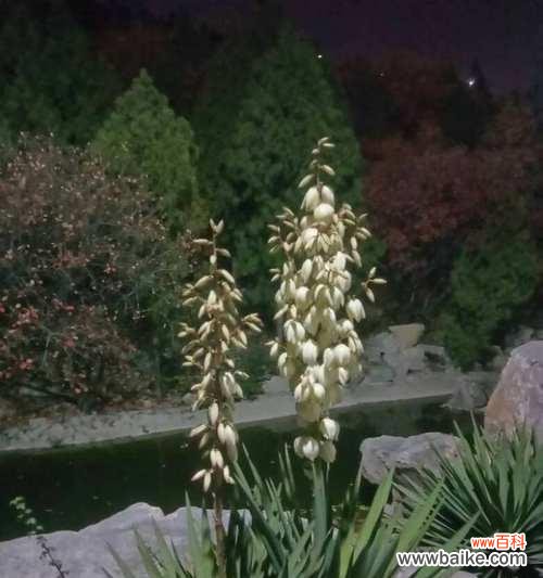 以丝兰花为媒，传达温暖与美好的祝愿 丝兰花语之美——传递爱与祝福的花朵