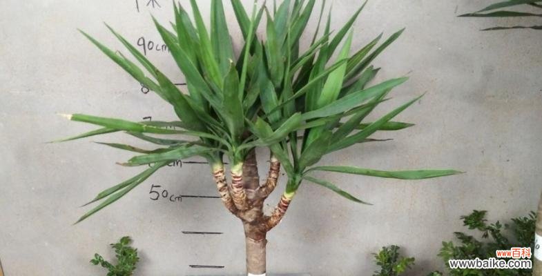 以丝兰花为媒，传达温暖与美好的祝愿 丝兰花语之美——传递爱与祝福的花朵