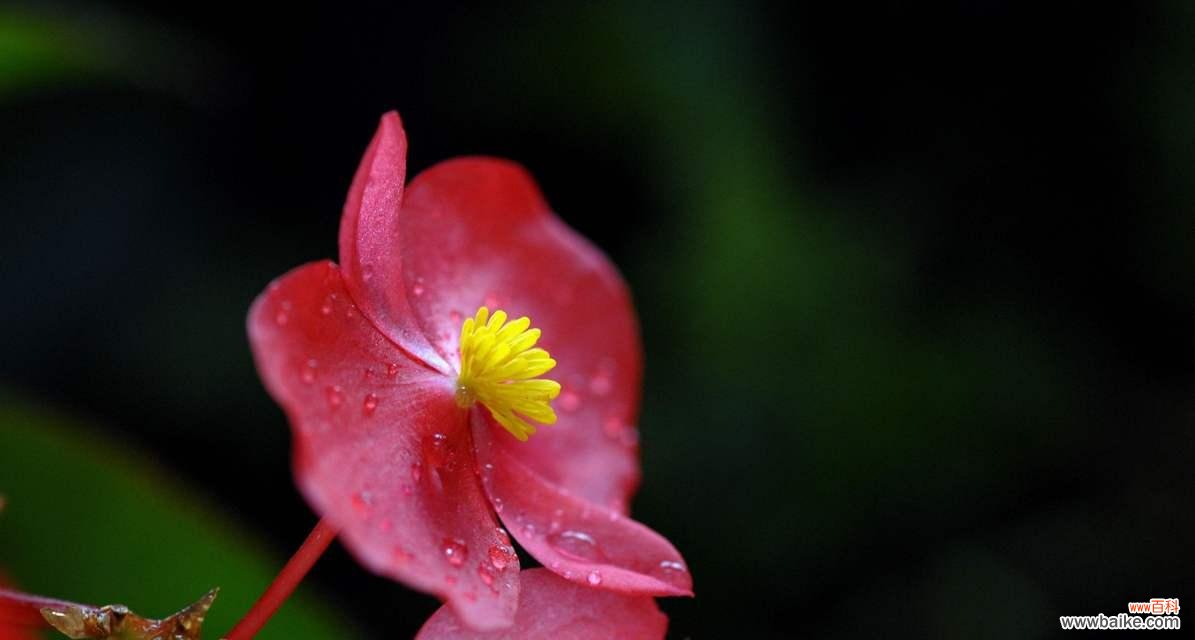 秋海棠的生命力与坚毅，为我们带来的启示 四季秋海棠花语——平凡中的坚韧与美丽