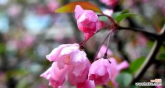 探寻四季海棠花的四季之美与人生哲理 四季海棠花的花语与魅力